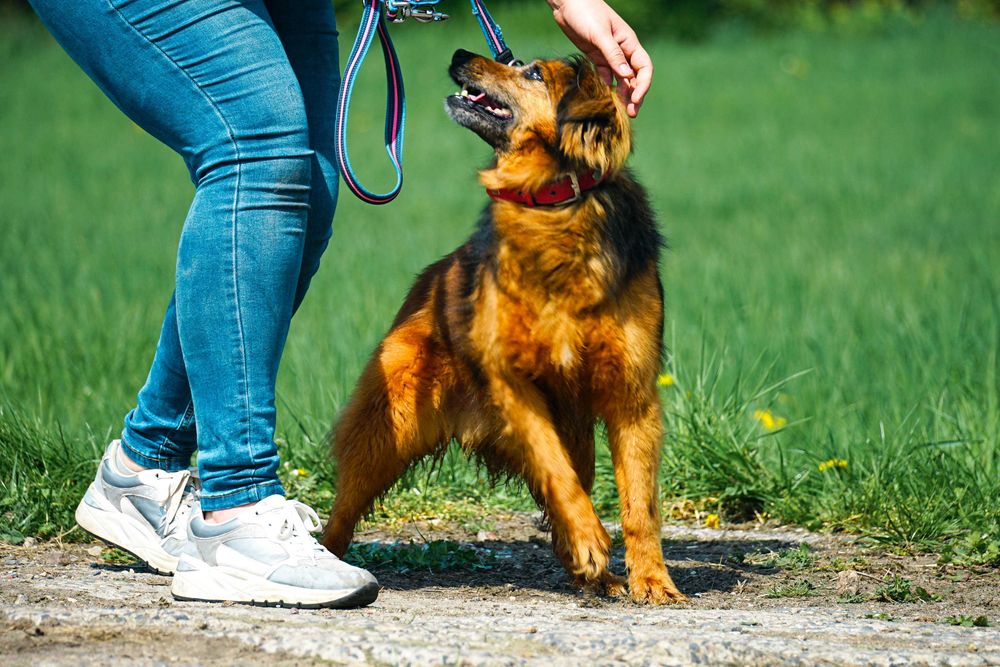 GUCIO - śliczny, łagodny psi senior