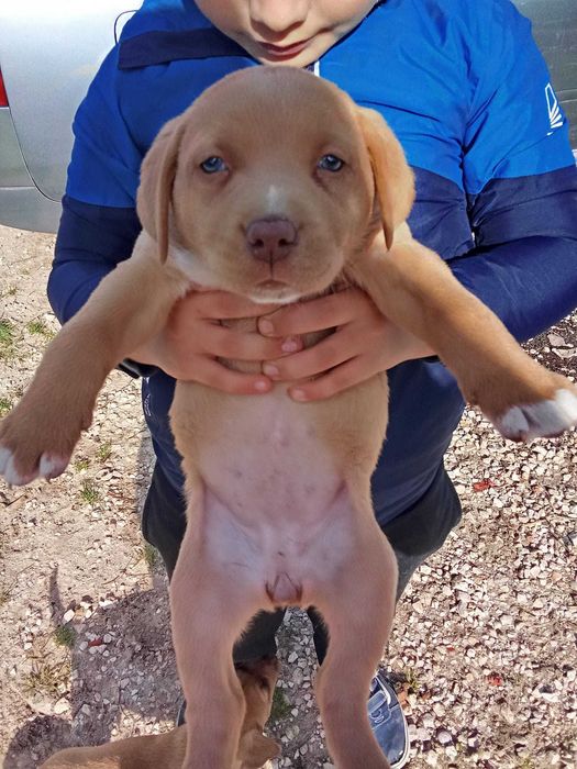 Dou Cachorros cruzados