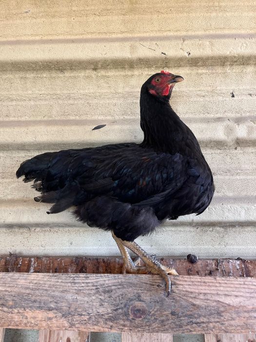 Galos e galinhas descendentes de galo Brahma Perdiz cruzado com poedeiras comerciais