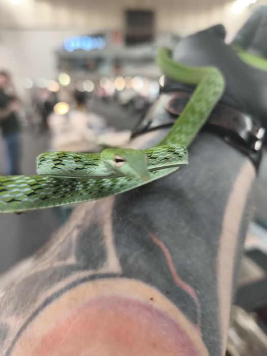 ahaetulla prasina – młody osobnik, samica