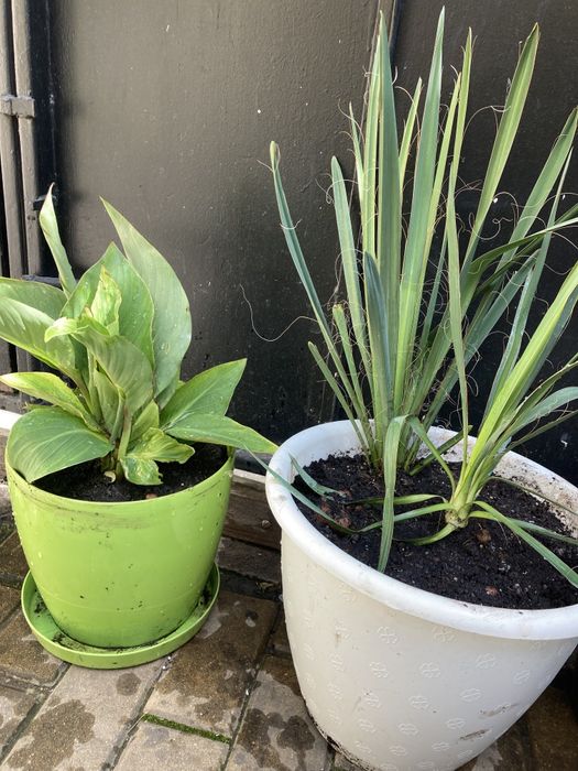 юкка Канны уличные растения