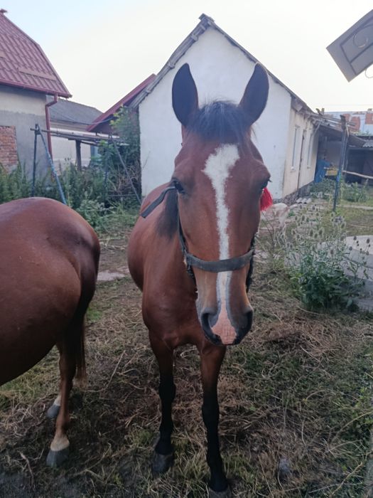 кобила 5 років спокійна