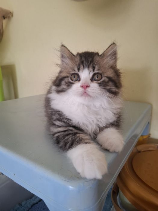 Gatinho Scottish Straight