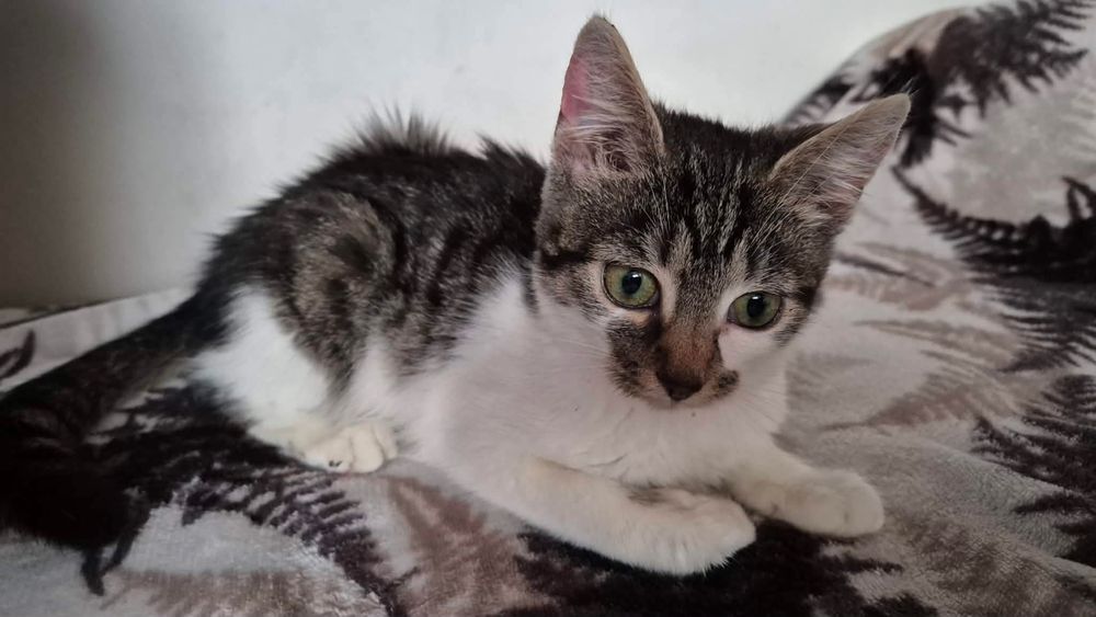 Cudowna kicia do adopcji