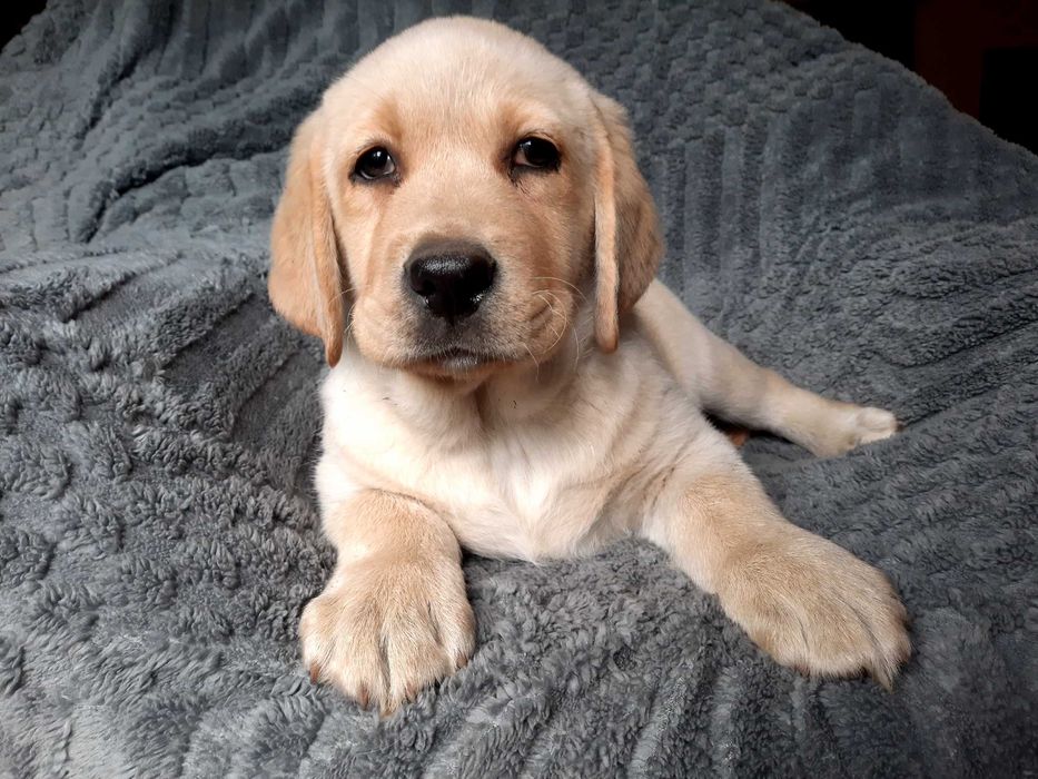 Labrador retriever, labradory żółty piesek ZKw P FCI