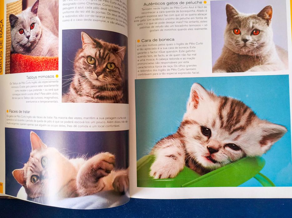 Livro Gatos - Naumann & Göbel (Capa Dura)