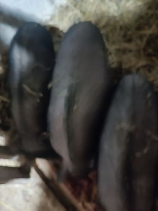 Продам 3 роз місячну свинку вєтнамська порода