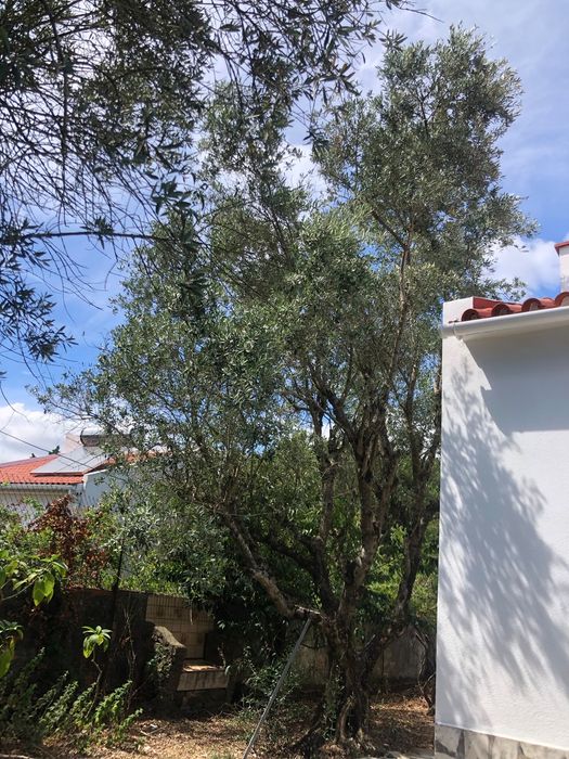 Oliveira Adulta 5m - Vende-se Para Transplante - Comprador Arranca