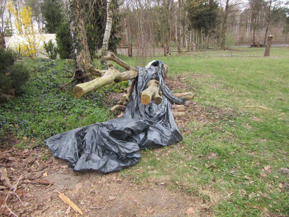 Drzewo dab do opalu i meblarstwa