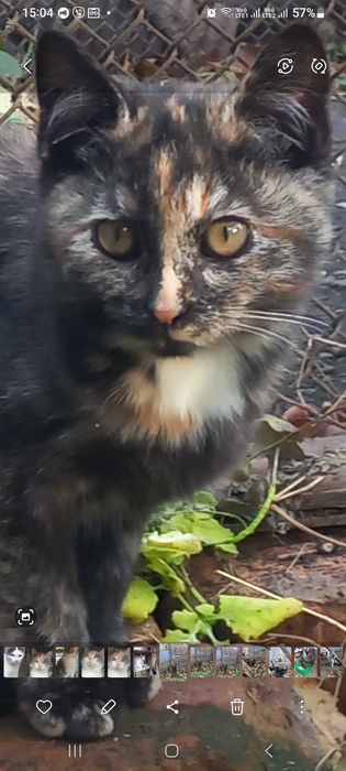 Стерилізовані киці безкоштовно,в добрі руки ,