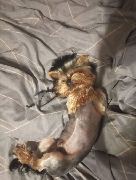 В'язка йоркширського тер'єру