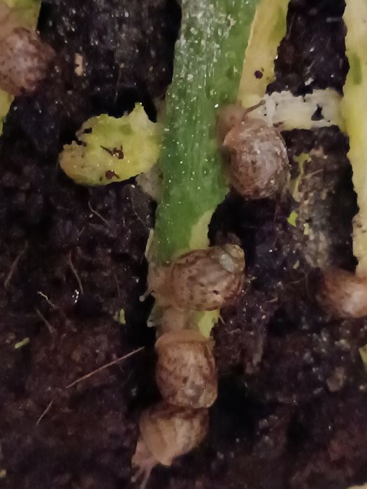 Продам Ахатинов.