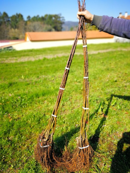 Castanheiros Bravos e Enxertados