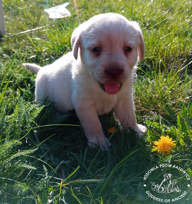Labrador retriever biszkoptowa suczka rodowód