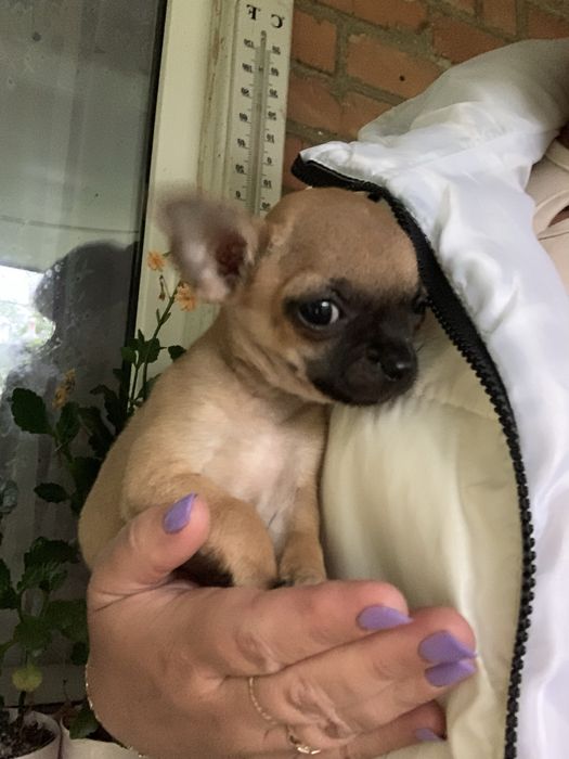 Чистокровний чихуахуа хлопчик