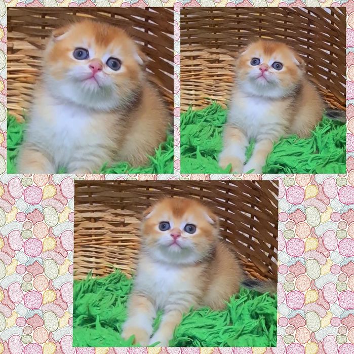 Золотая шиншилла ny12