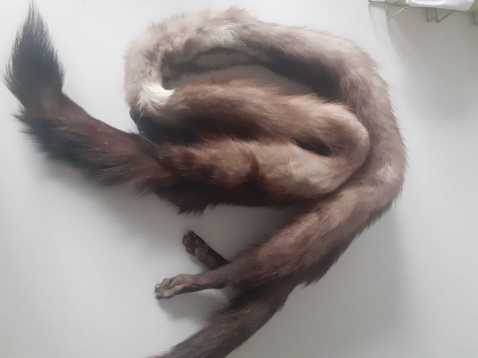 Piekny szal z lisa z nogami.