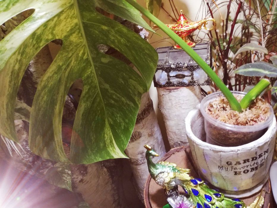 Monstera Marmorata Aurea Variegata roślina poszukiwana Philodendron