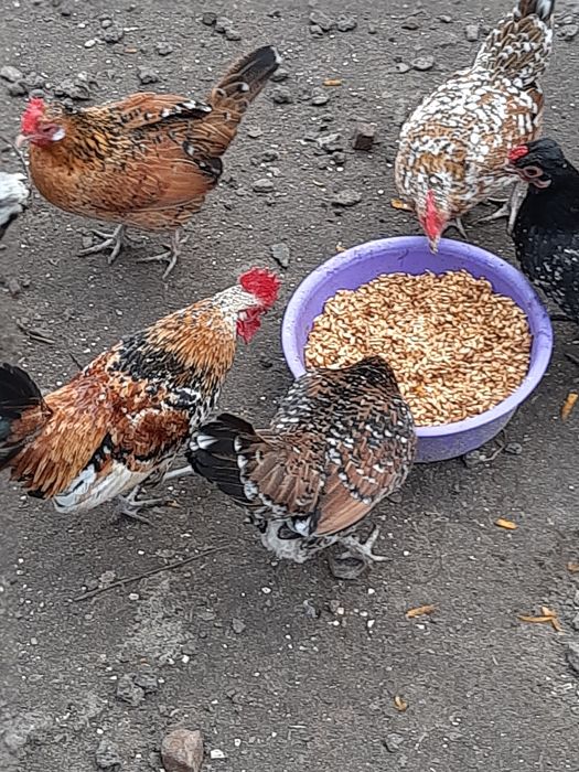 Бентамки (корольки мини куры