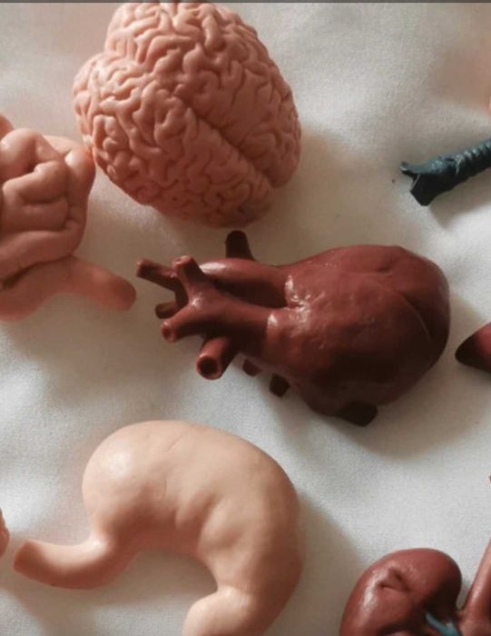 Figurki organy wewnętrzne człowieka.