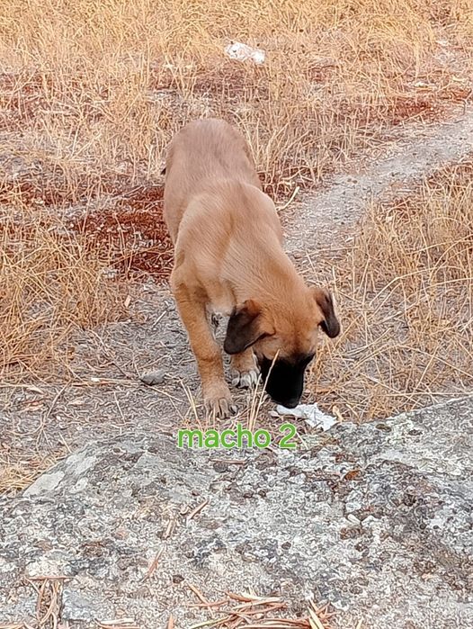 Caes porte grande para adoção urgente