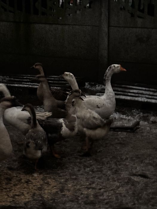 Gesi garnonose promocja