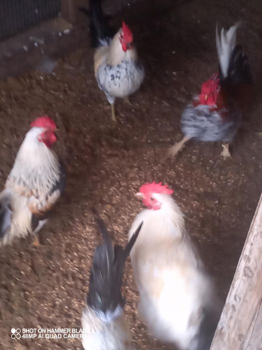 Kogut koguty różne gatunki