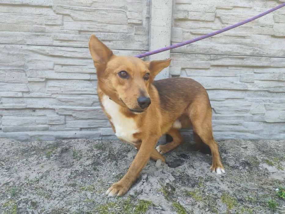 Pies do adopcji LISEK