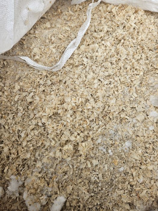 Trociny wióry sosnowe