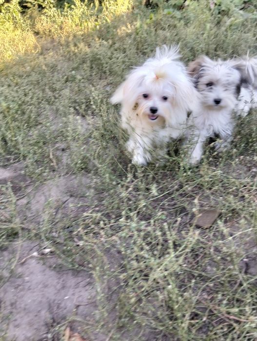 Мальчик мальтези корейские крови