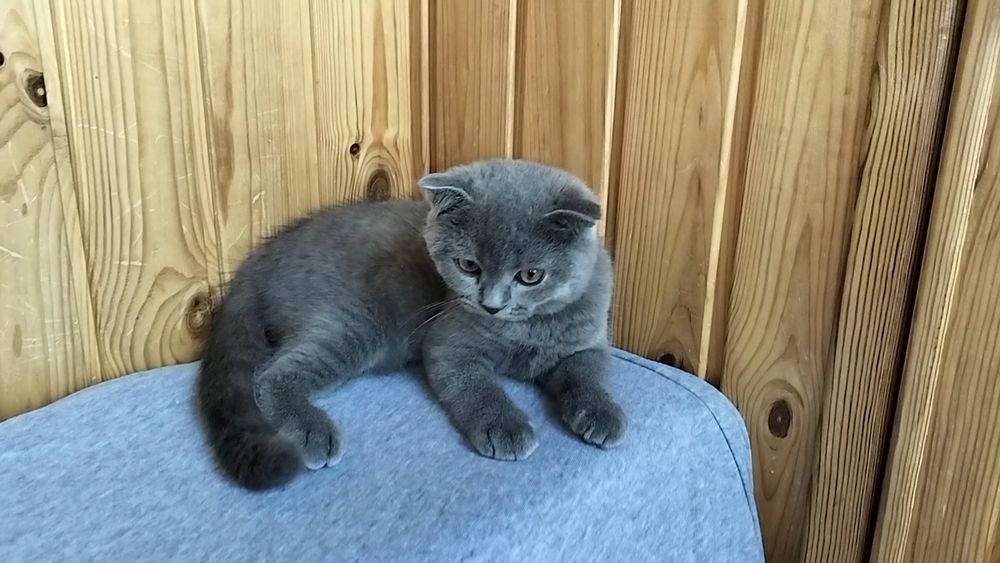 Висловухий хлопчик -радість в дім.