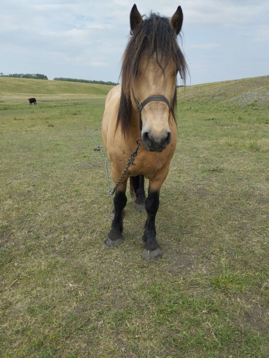 Продам молодого жеребця