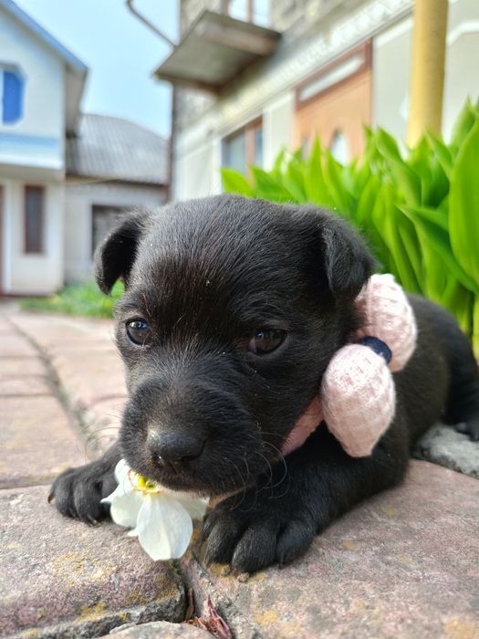 Віддам в добрі руки песика