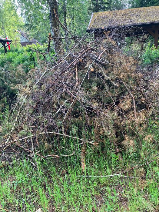 Oddam gałęzie / chrust za darmo - Marksewo