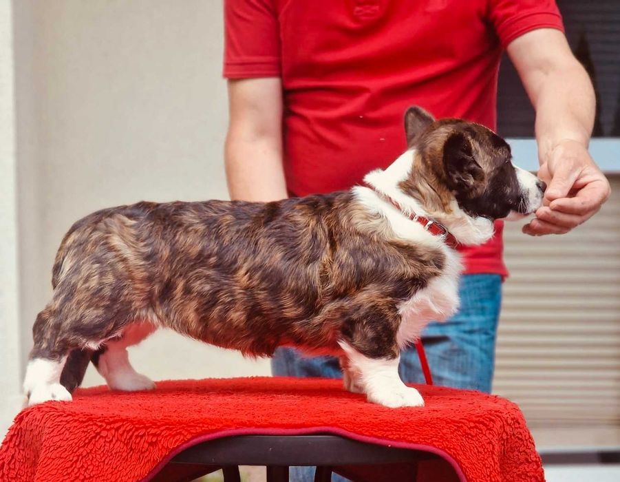 Welsh Corgi Cardigan - Piękna Suczka