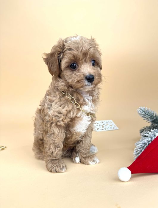 Мальтіпу хлопчик, золотий окрас