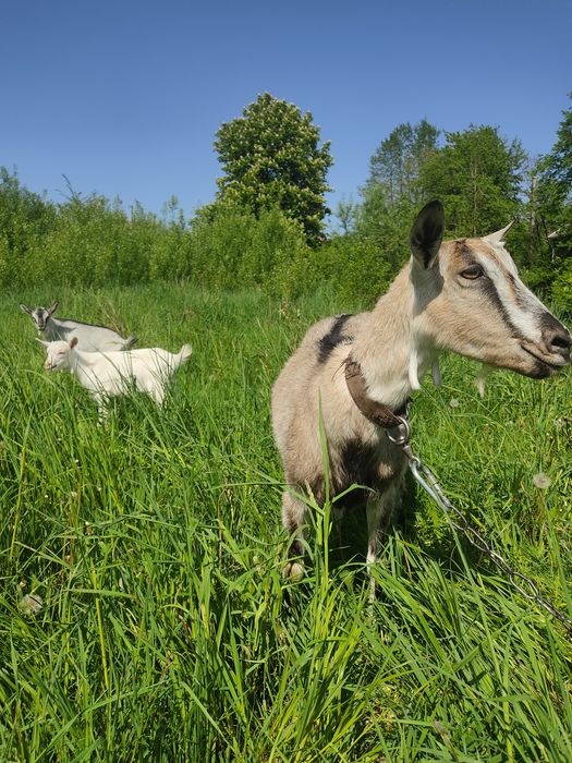 Продам дійну козу