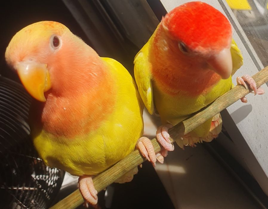 Lindo Roseicolli criado à mão