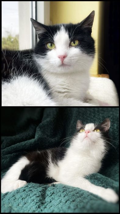 Łagodny Tokio szuka miłości :)