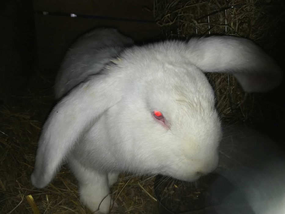 Króliki belgijskie,srokacze, barany francuskie