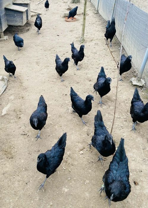 Jajka lęgowe ayam cemani, wyandotte, bojowiec malajski