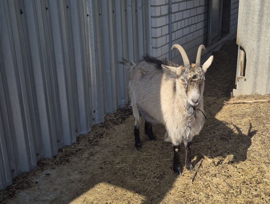 Продам дві кітні кози