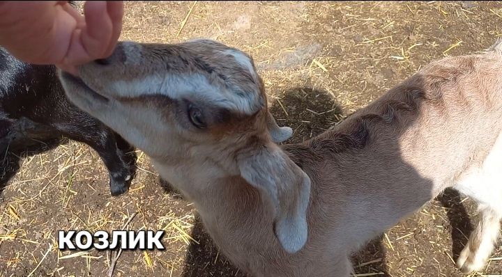 Козлик, козочка, козы