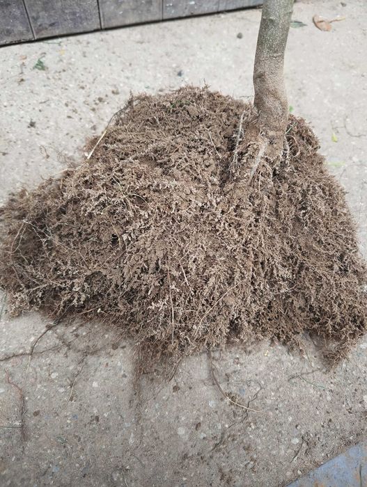 Sadzonki Graba 180 cm 220 cm. Szkółkowane