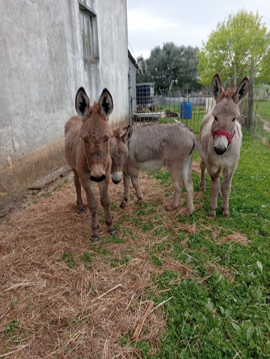 Segue para venda duas burrinhas e um burro