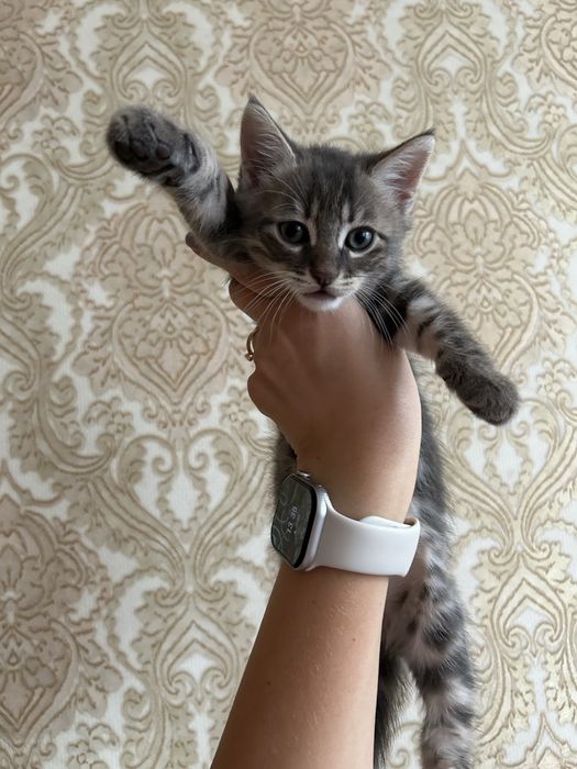 Кошеня у добрі руки, котик