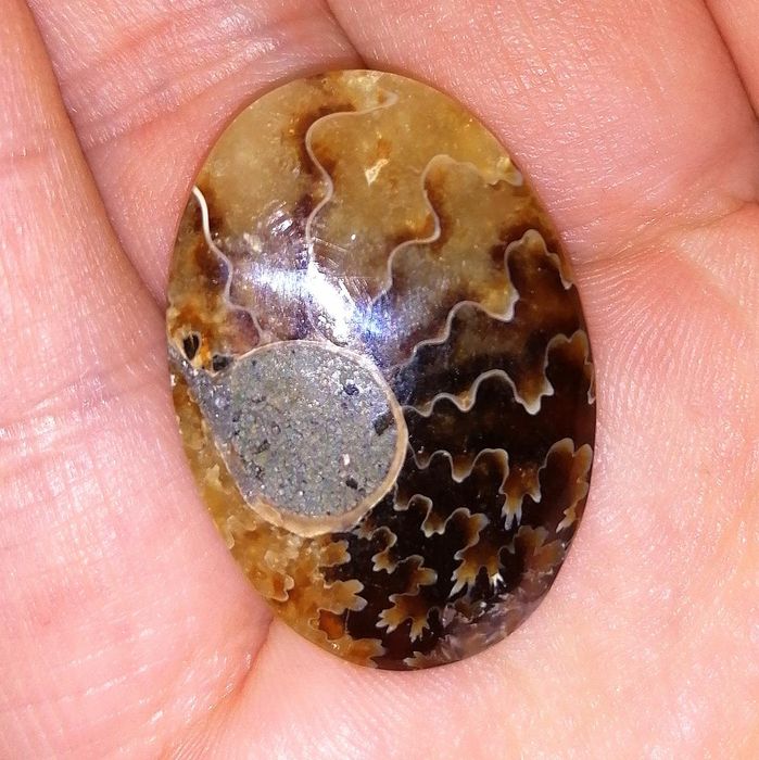 amonit kamień ozdobny – kaboszon na wisiorek