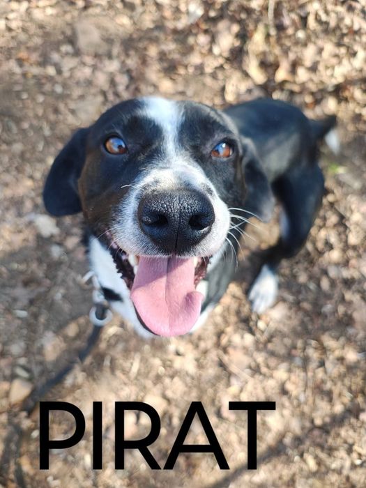 PIRAT młody wesoły piesek szuka domu