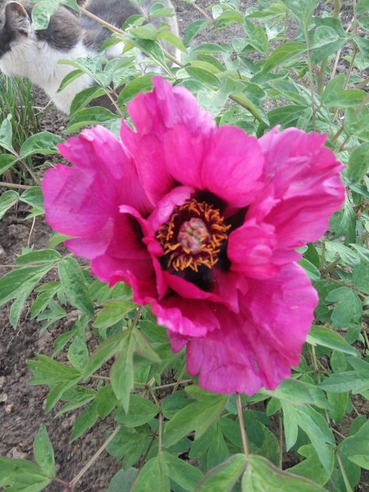 Корни пионов травянистые и древовидный.