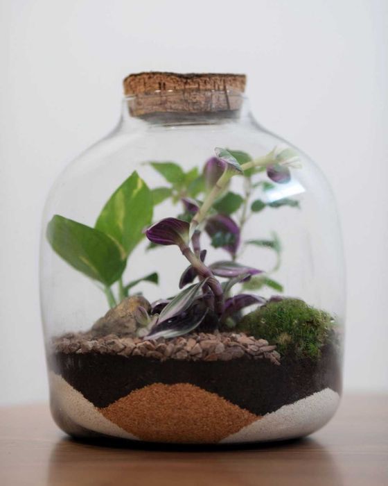 Aluguer Terrários Plantas Naturais